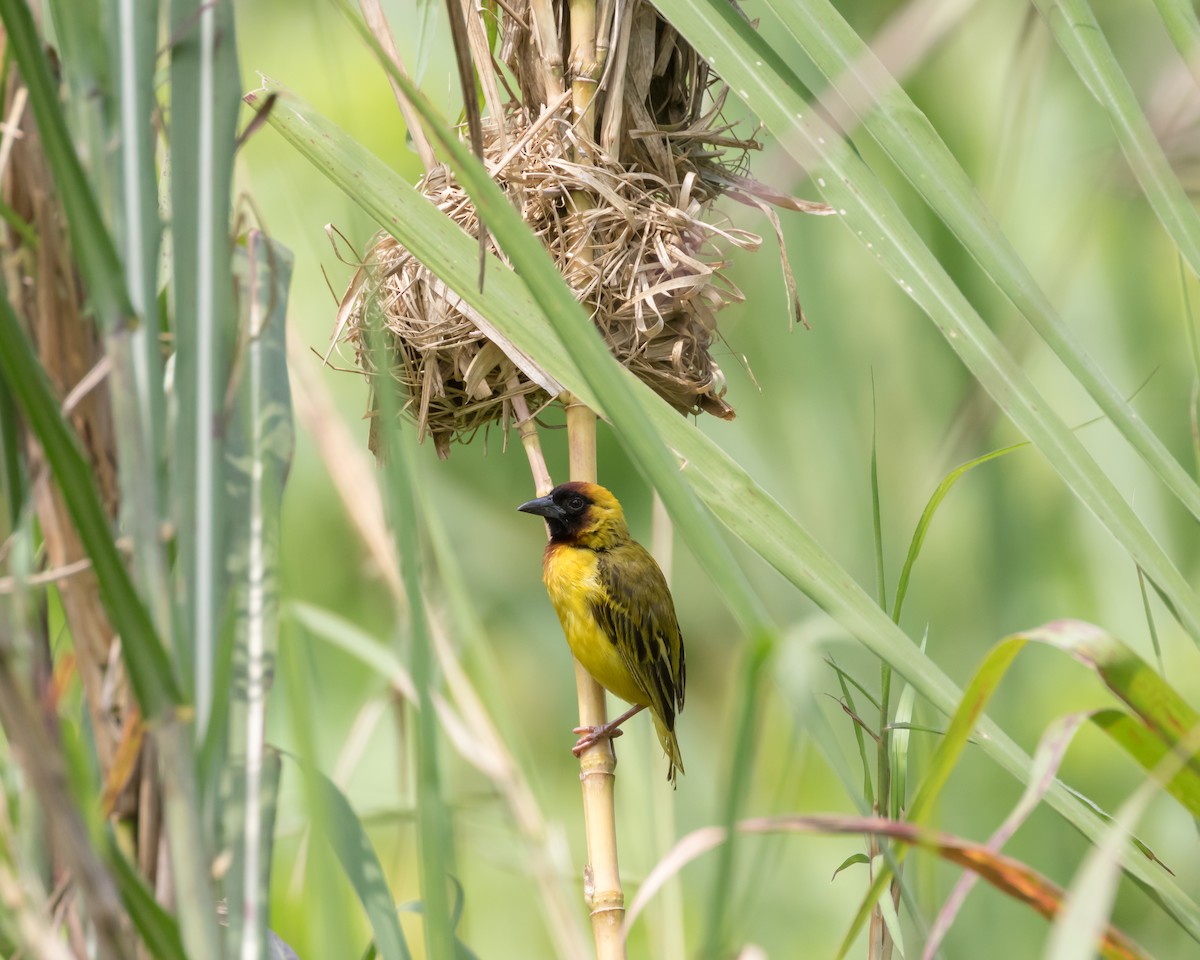 Northern Masked-Weaver - ML101398991