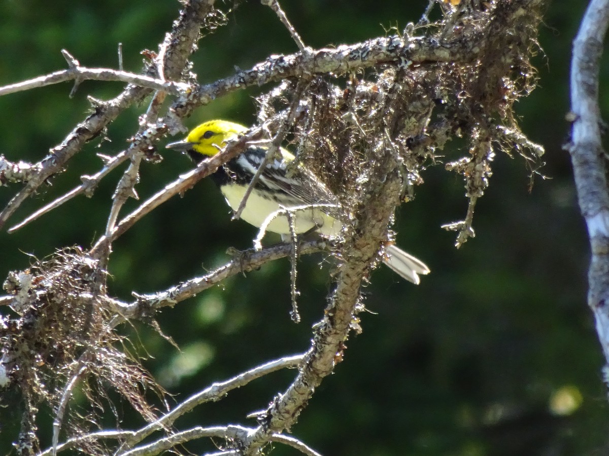 Black-throated Green Warbler - ML101400071