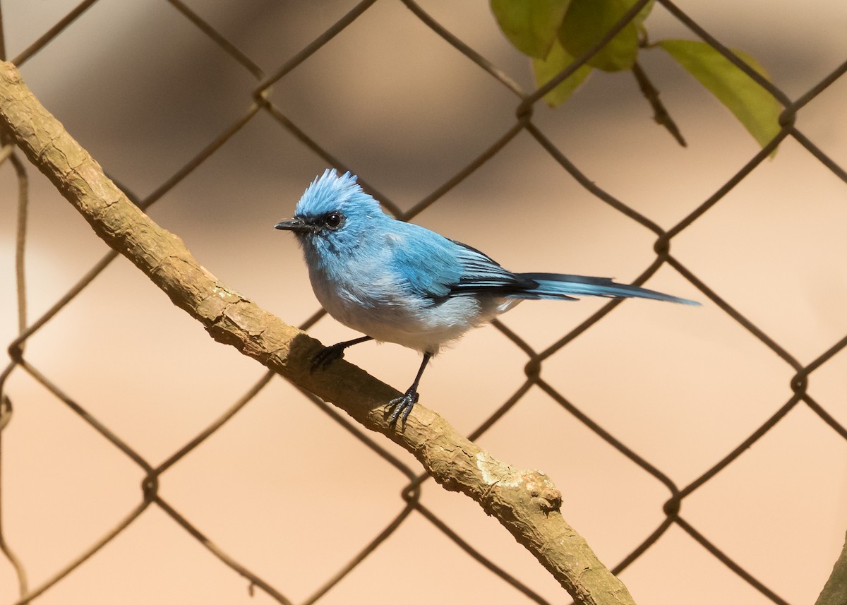 Blauhaubenschnäpper - ML101400431