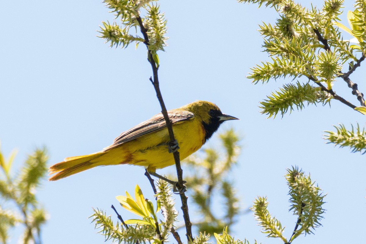 Orchard Oriole - ML101400541