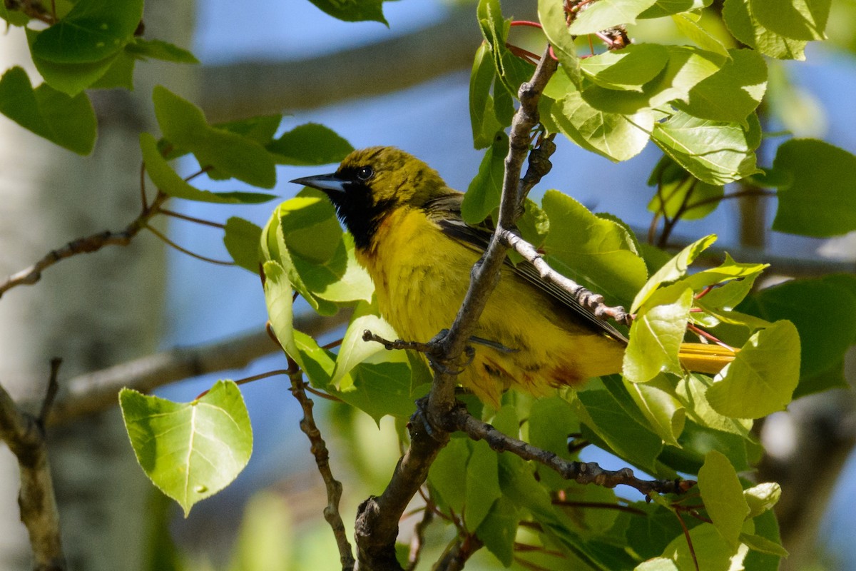 Orchard Oriole - ML101400551