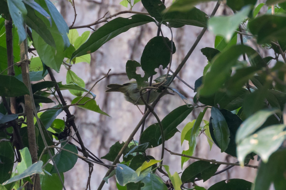 Yellow Longbill - ML101400961