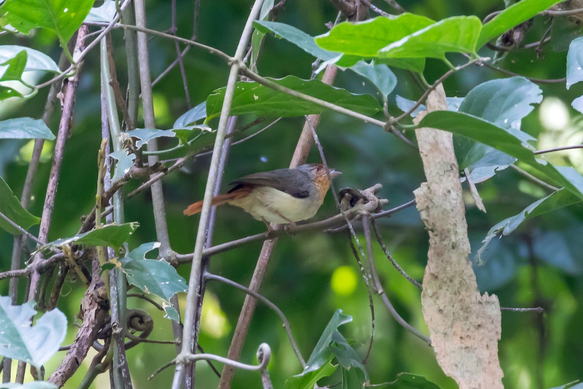 Chestnut-capped Flycatcher - ML101401041