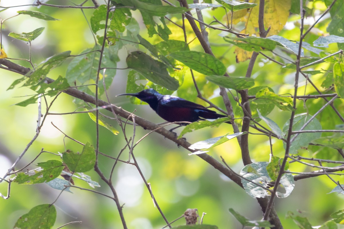 Superb Sunbird - ML101401201