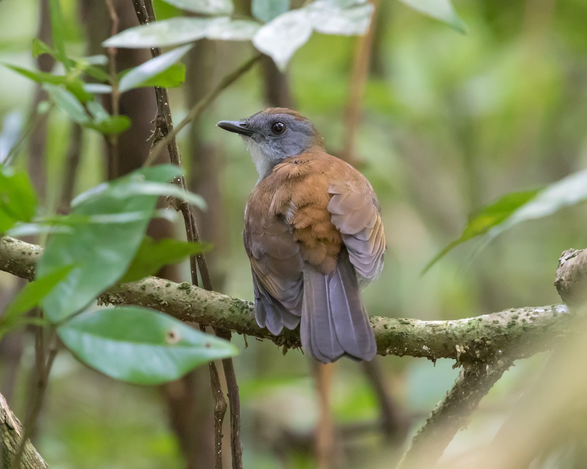 Fire-crested Alethe - Christopher Sloan