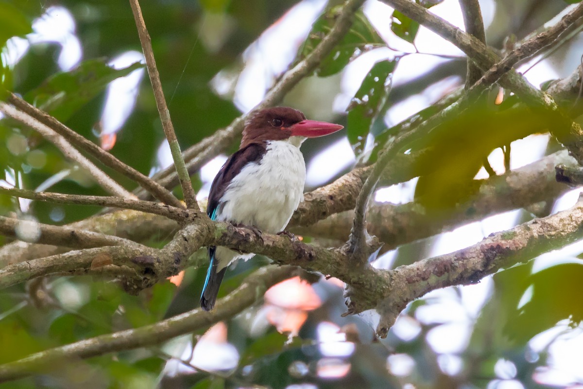 Chocolate-backed Kingfisher - ML101401491