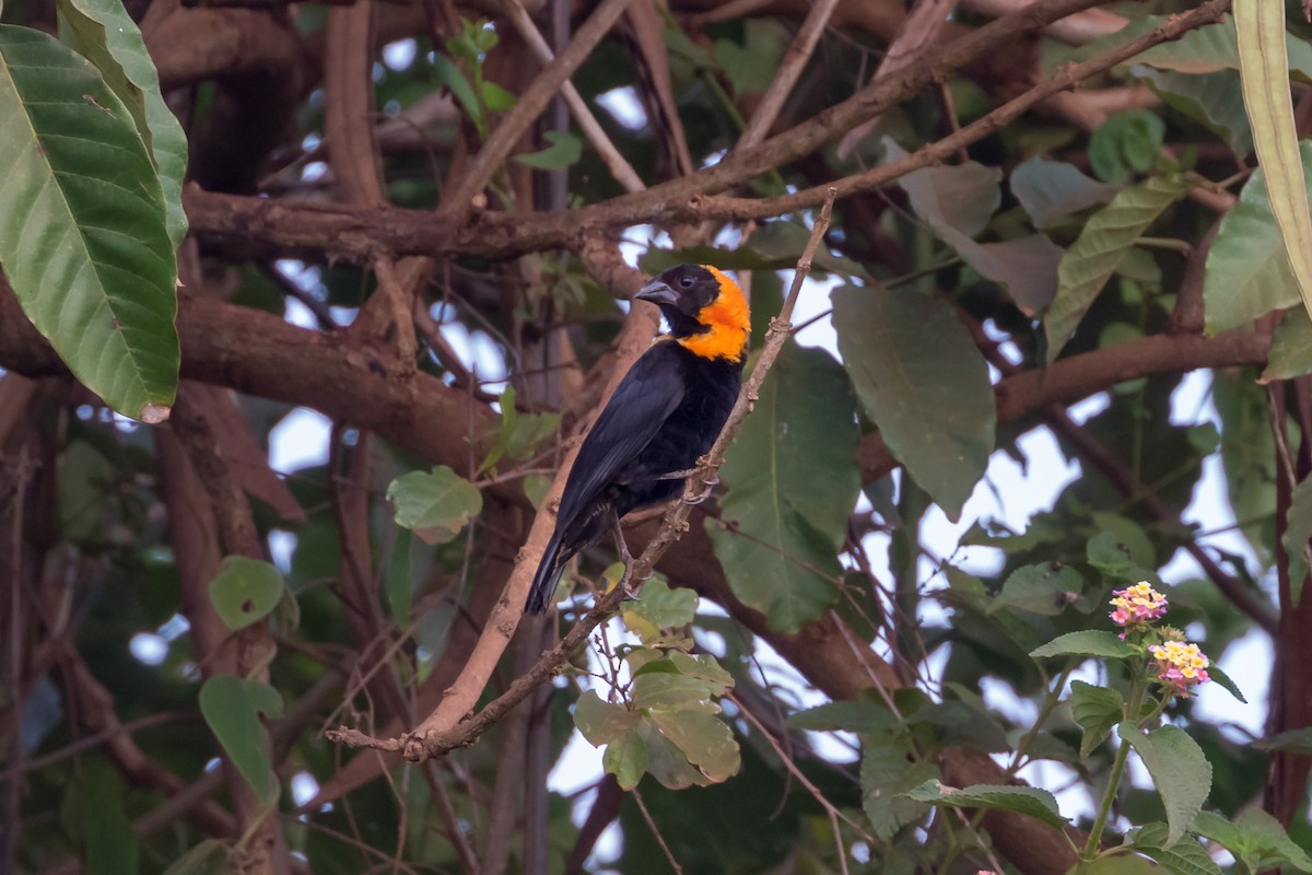 Black Bishop - Christopher Sloan