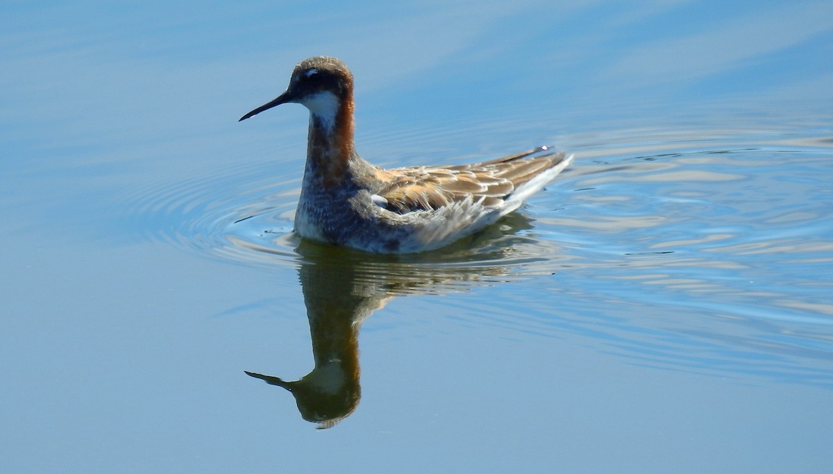 Red-necked Phalarope - Bobby Dailey