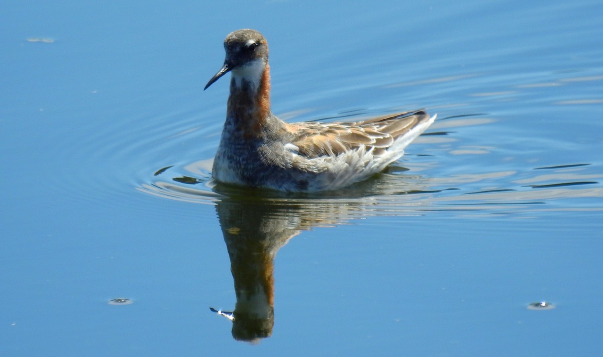 Red-necked Phalarope - ML101402181