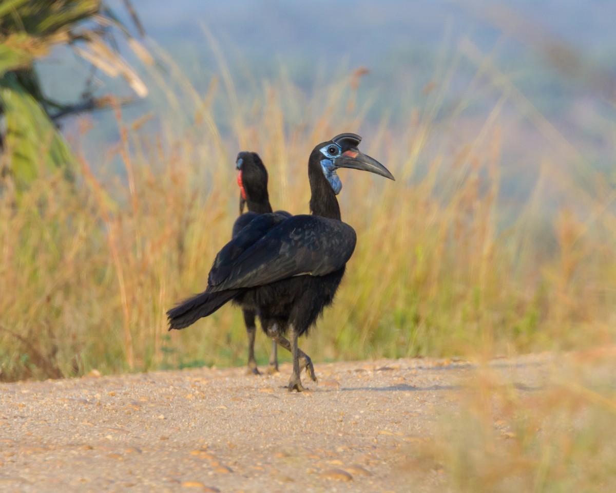 Abyssinian Ground-Hornbill - ML101403781