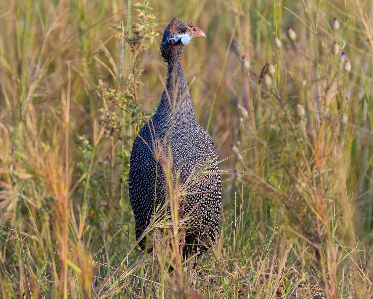 Helmeted Guineafowl - ML101404061