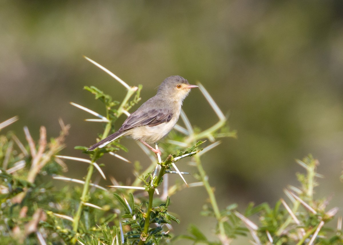 Prinia Ventripálida - ML101404171