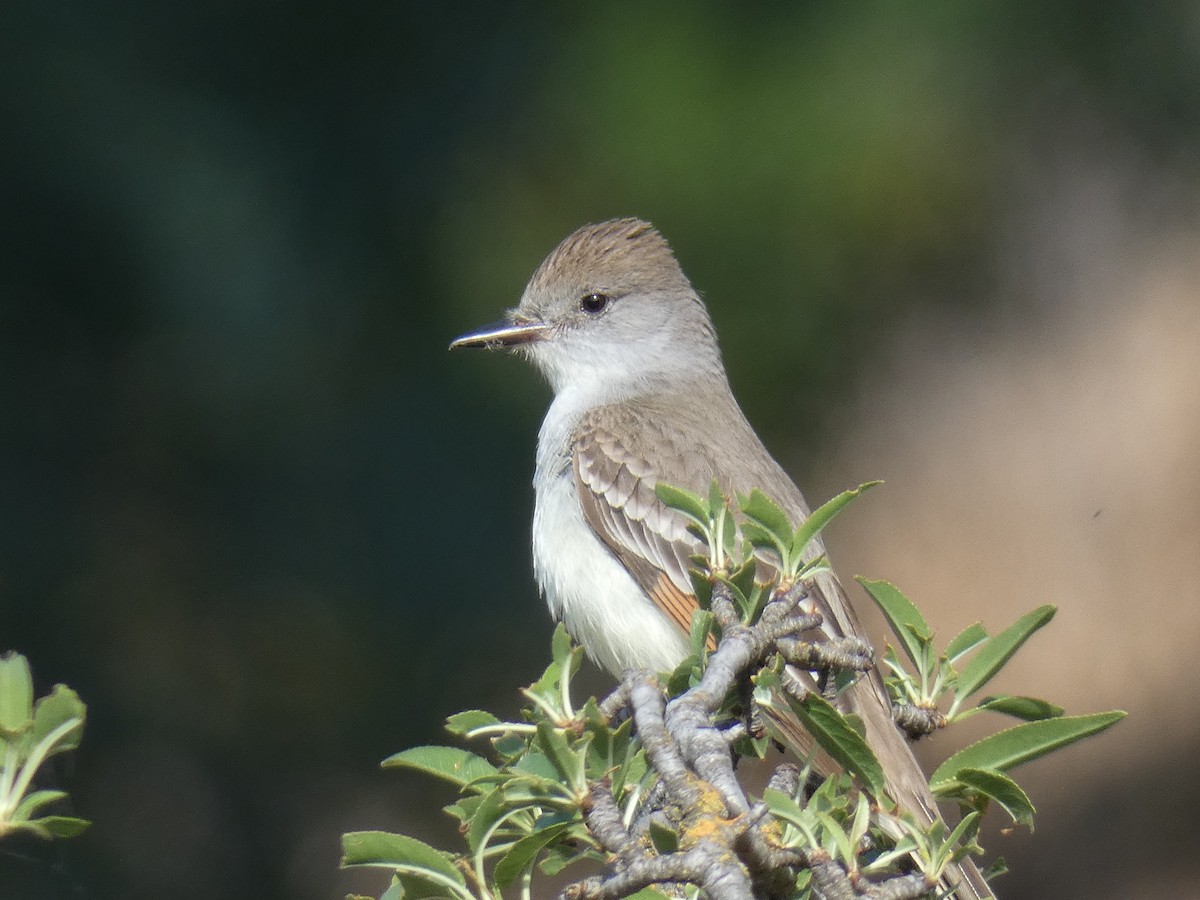 Ash-throated Flycatcher - ML101404271