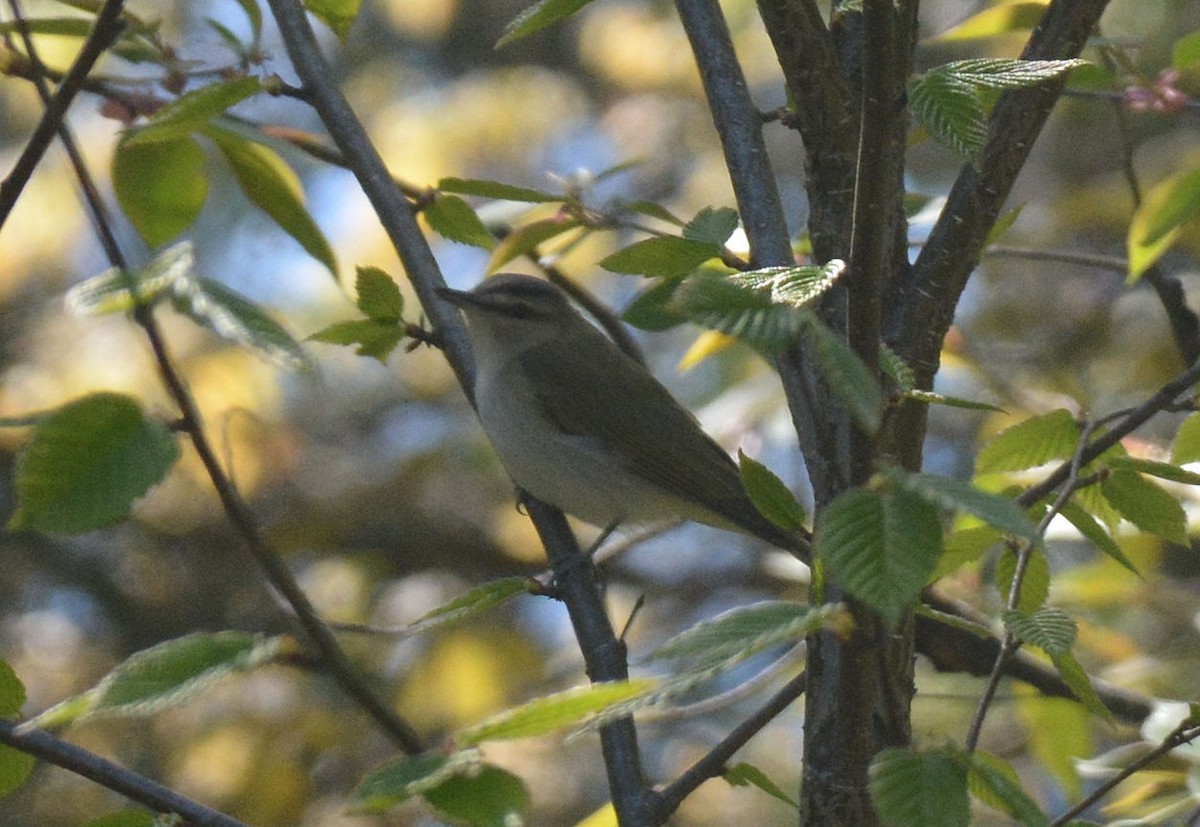 Rotaugenvireo - ML101404291