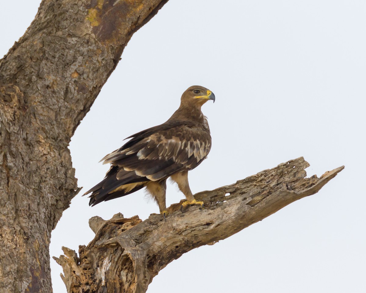 Steppe Eagle - ML101404411