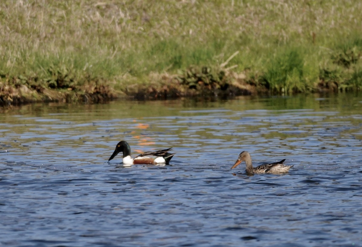 Northern Shoveler - ML101405051