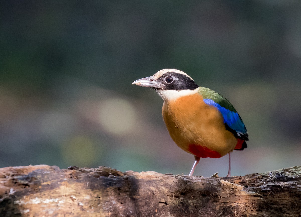 Blue-winged Pitta - ML101405081