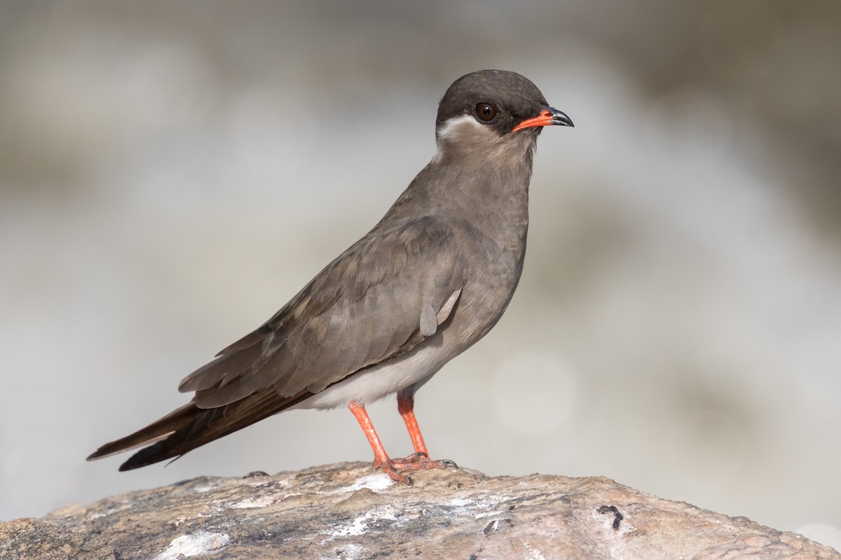 Rock Pratincole - Christopher Sloan