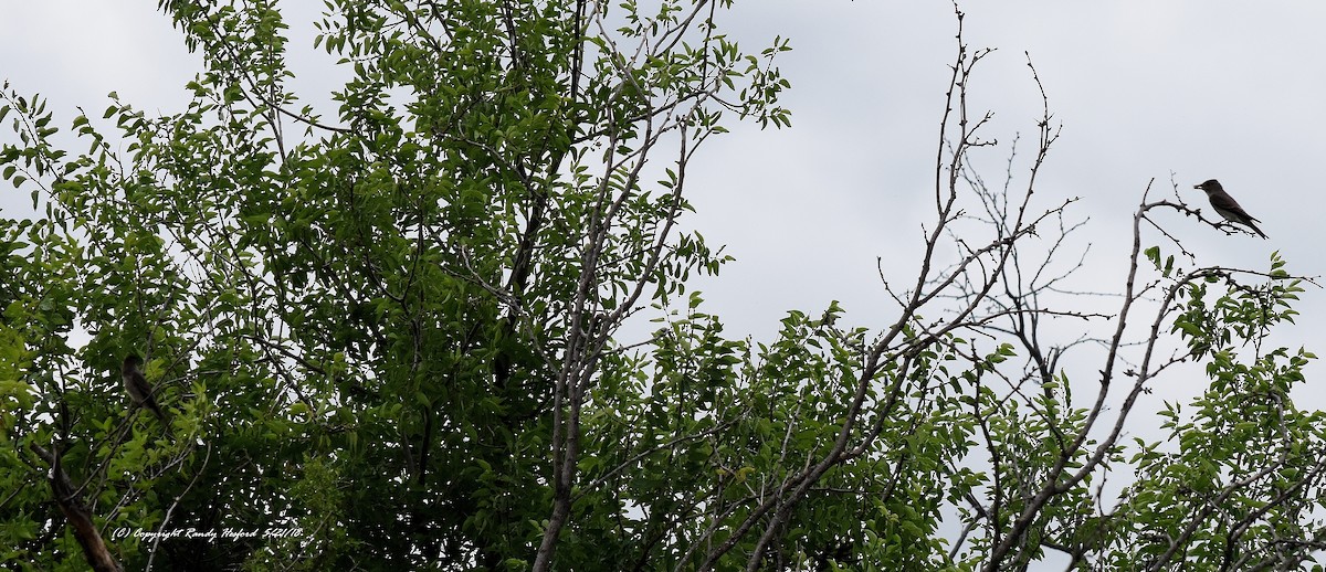 Olive-sided Flycatcher - ML101405501