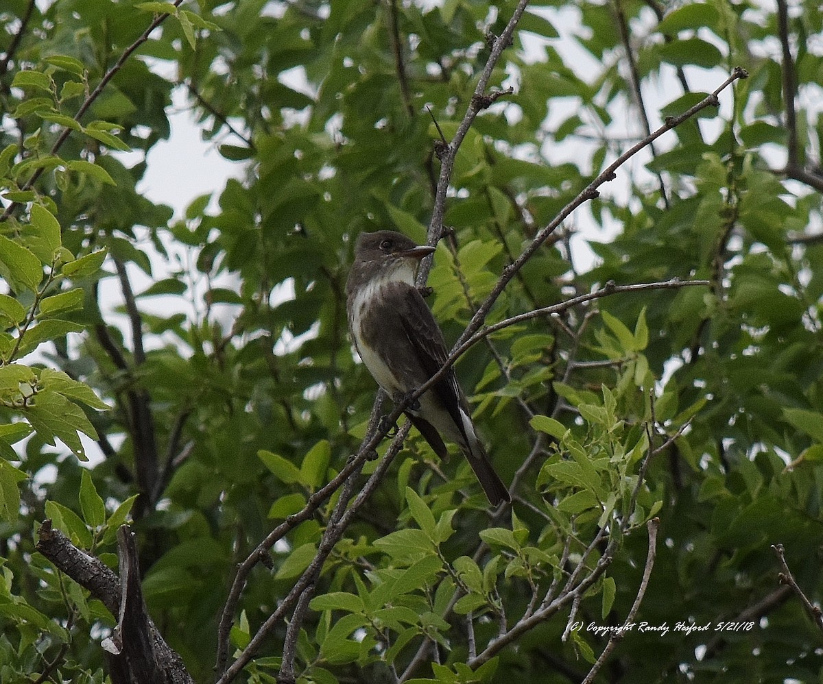 Olive-sided Flycatcher - Randy Hesford