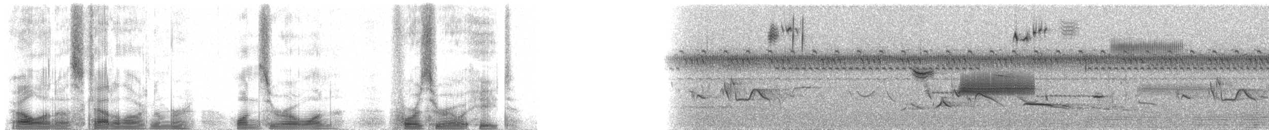 Coryphaspize à joues noires - ML101408