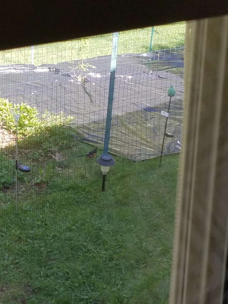 Eastern Towhee - ML101408911