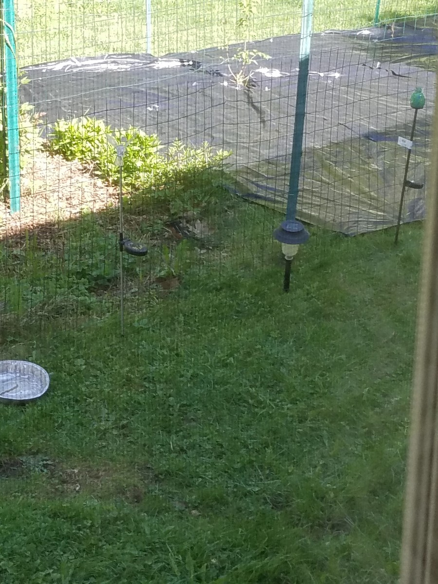 Eastern Towhee - ML101409601