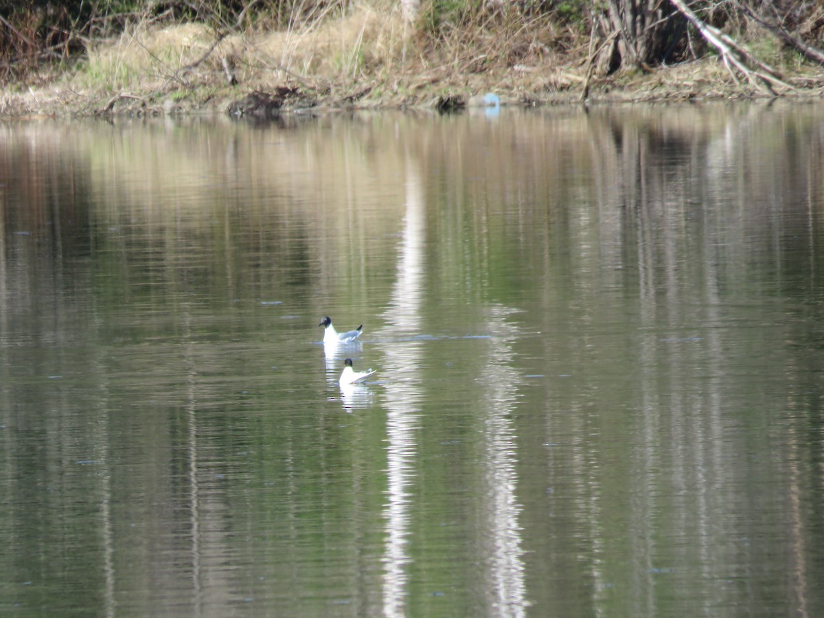 Bonaparte's Gull - ML101411791