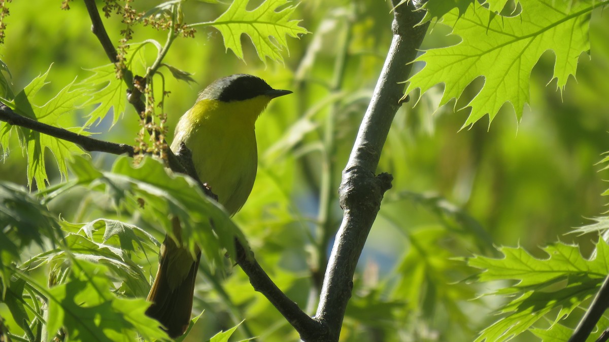 Common Yellowthroat - Elizabeth Vacchino