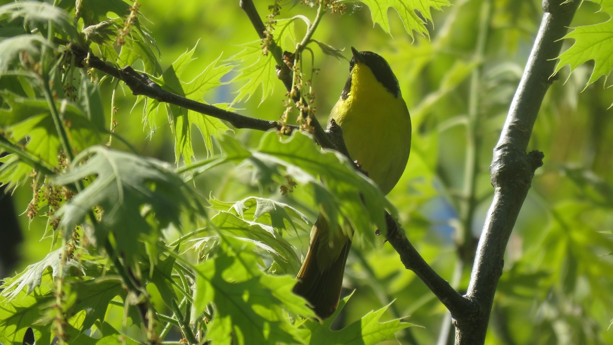 Common Yellowthroat - ML101412001