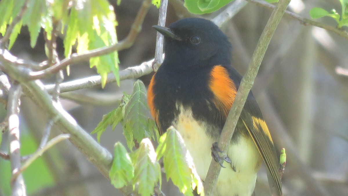 American Redstart - ML101412351