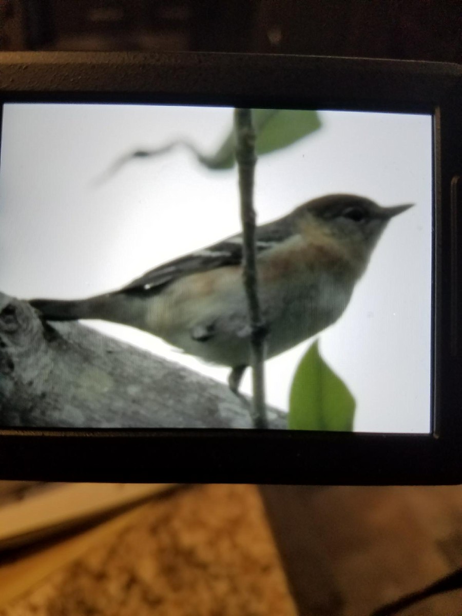 Bay-breasted Warbler - ML101412591