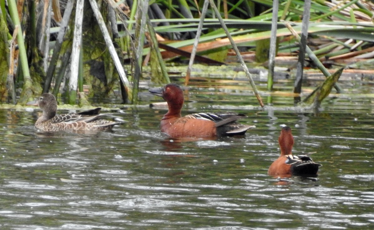 Cinnamon Teal - Linda Thomas