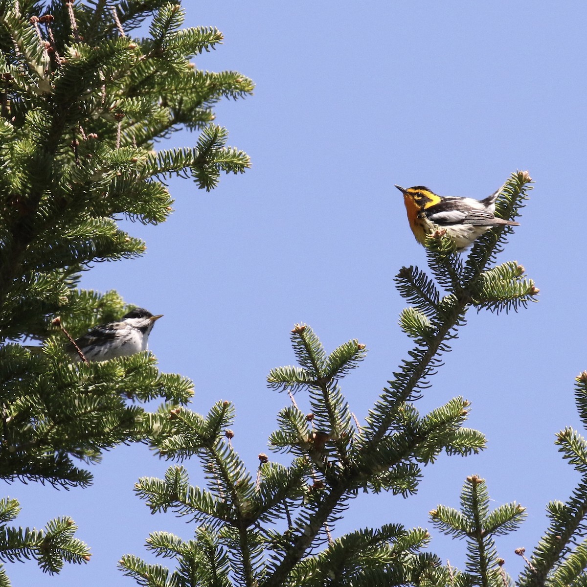 Blackburnian Warbler - ML101413191