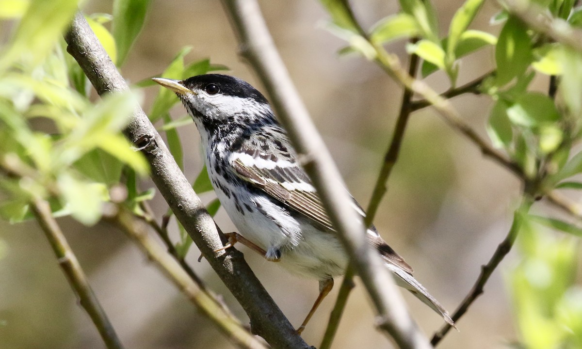 Blackpoll Warbler - ML101413591