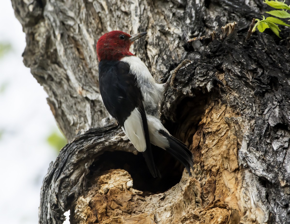 Red-headed Woodpecker - ML101416021