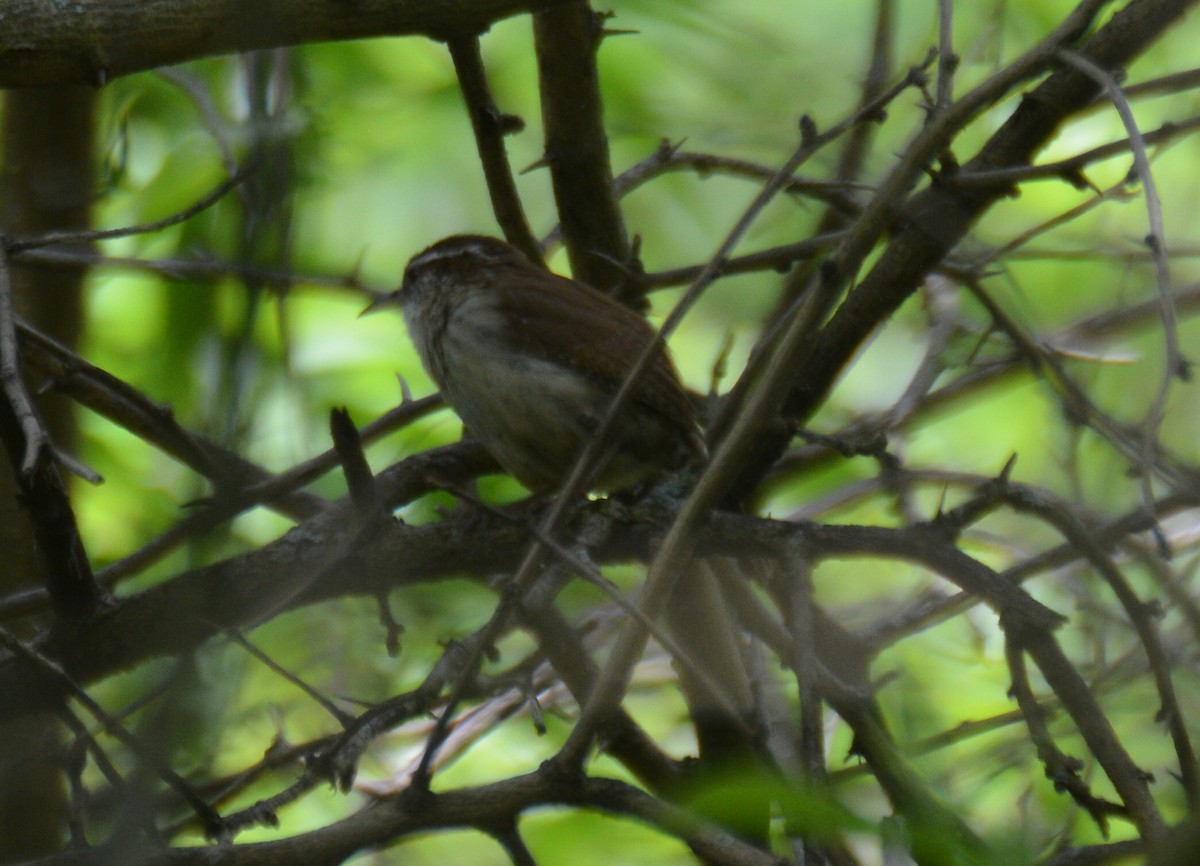 Carolina Wren - ML101416151