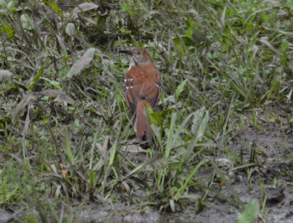 Brown Thrasher - ML101416191