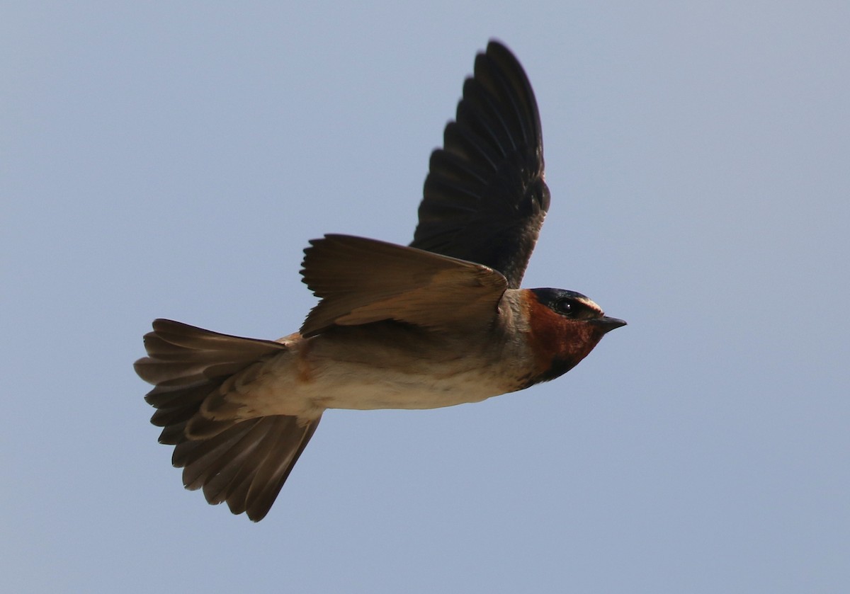 Cliff Swallow - ML101419201