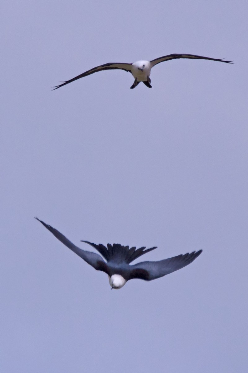Swallow-tailed Kite - ML101419351