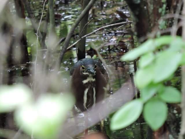 Green Heron - Donna Ortuso