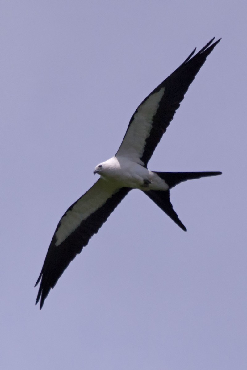 Swallow-tailed Kite - ML101419371