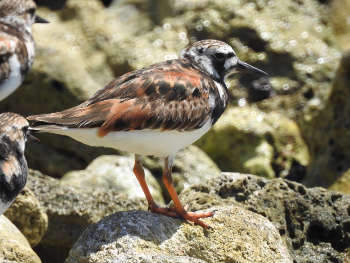 Ruddy Turnstone - ML101421491