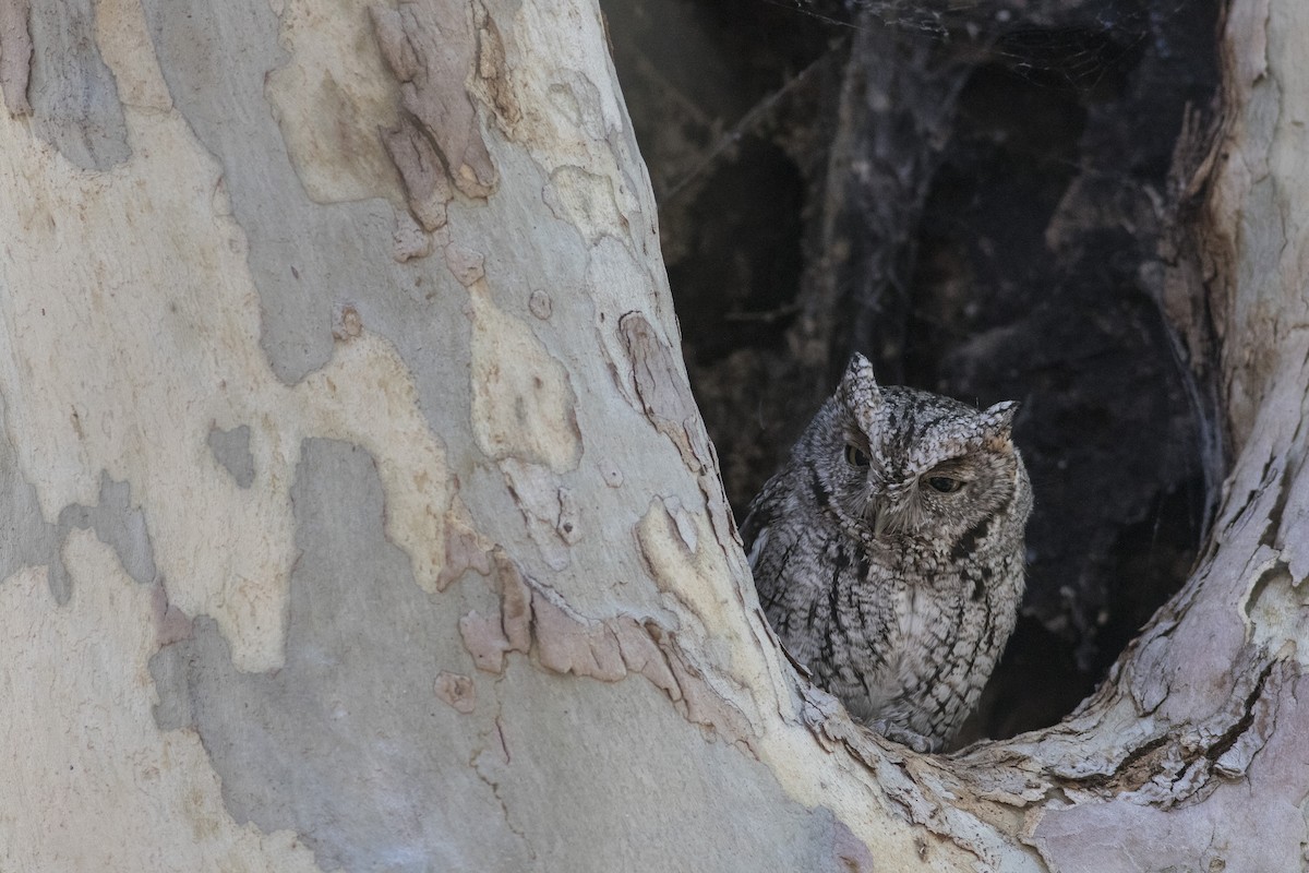 Whiskered Screech-Owl - Jacob Drucker