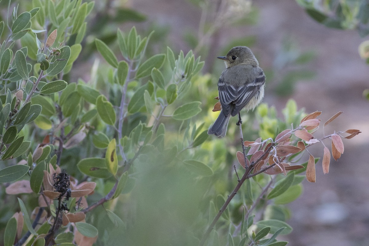 Buff-breasted Flycatcher - ML101422991