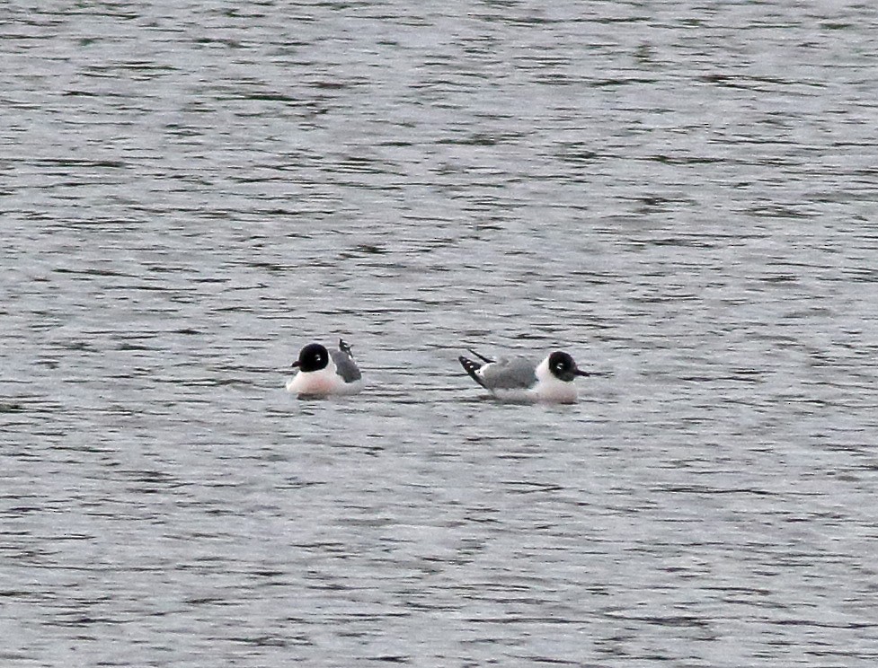 Franklin's Gull - ML101423651