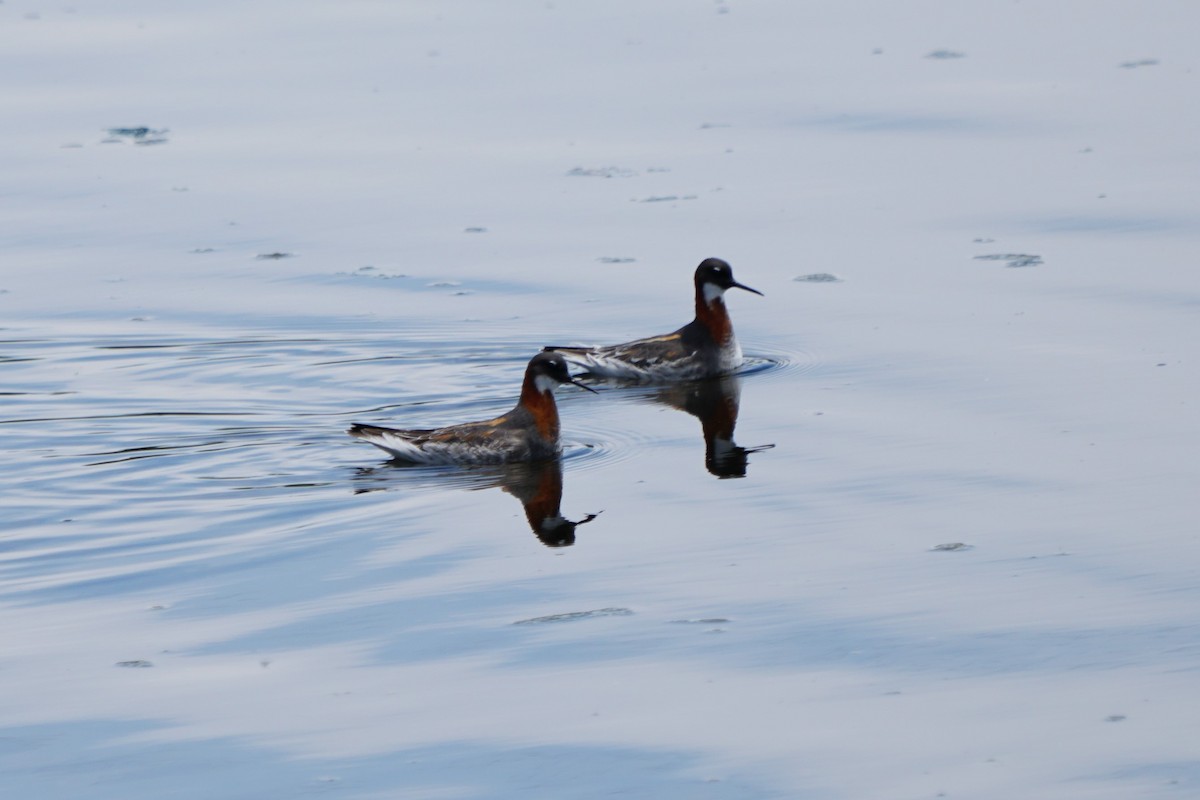 Red-necked Phalarope - ML101424951