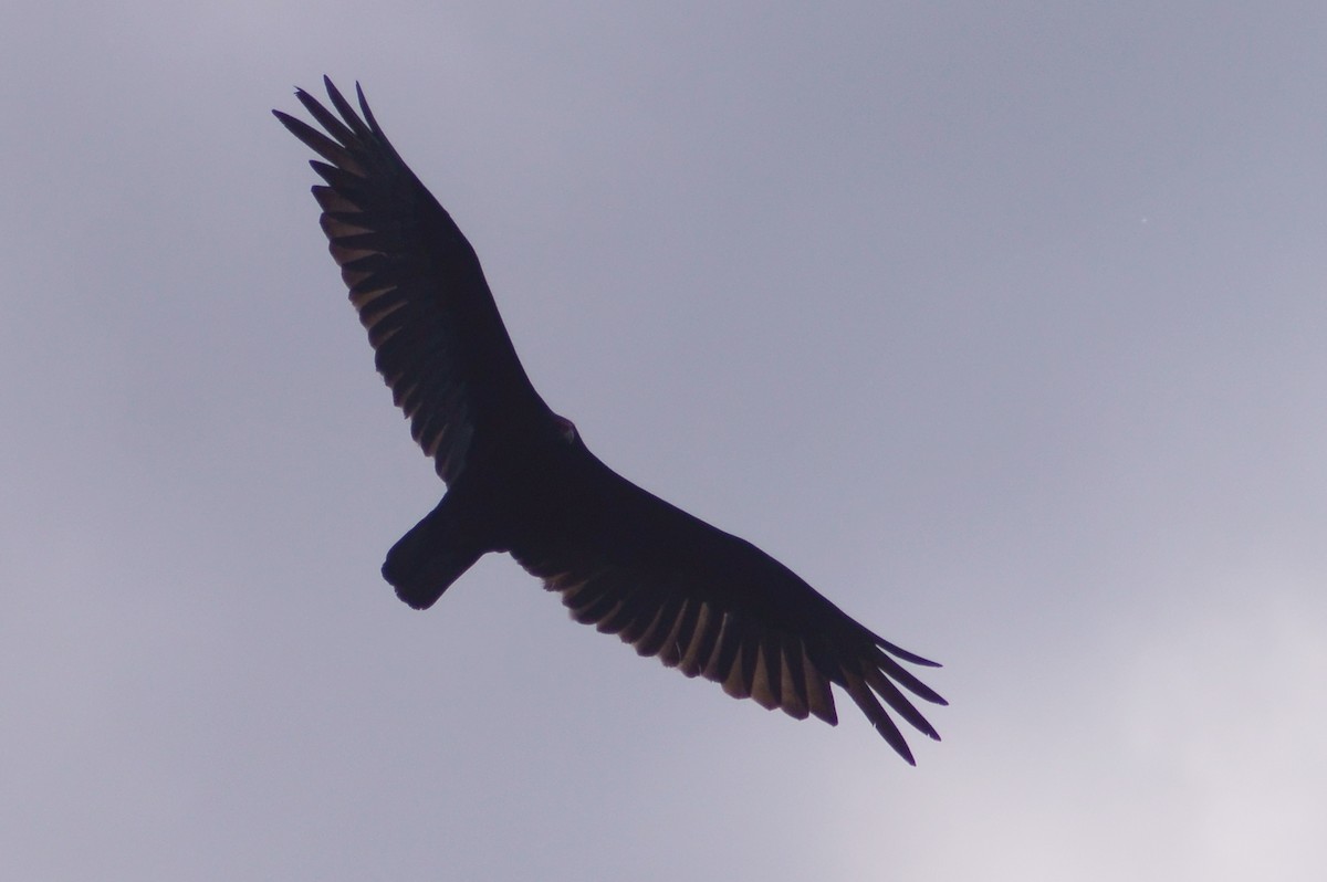 Turkey Vulture - ML101425951