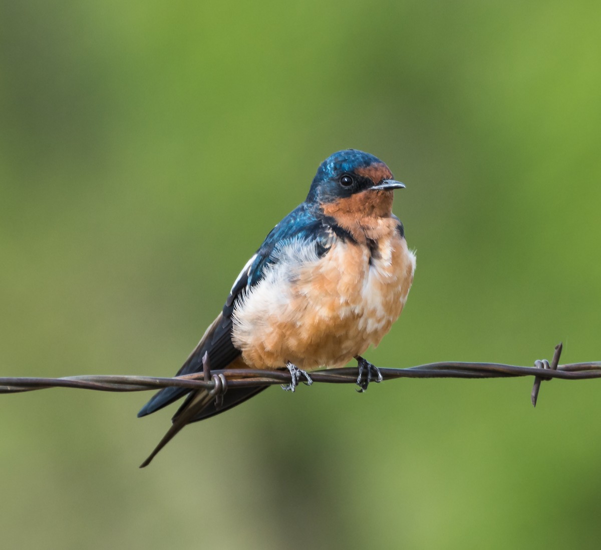 Barn Swallow - Jim Merritt