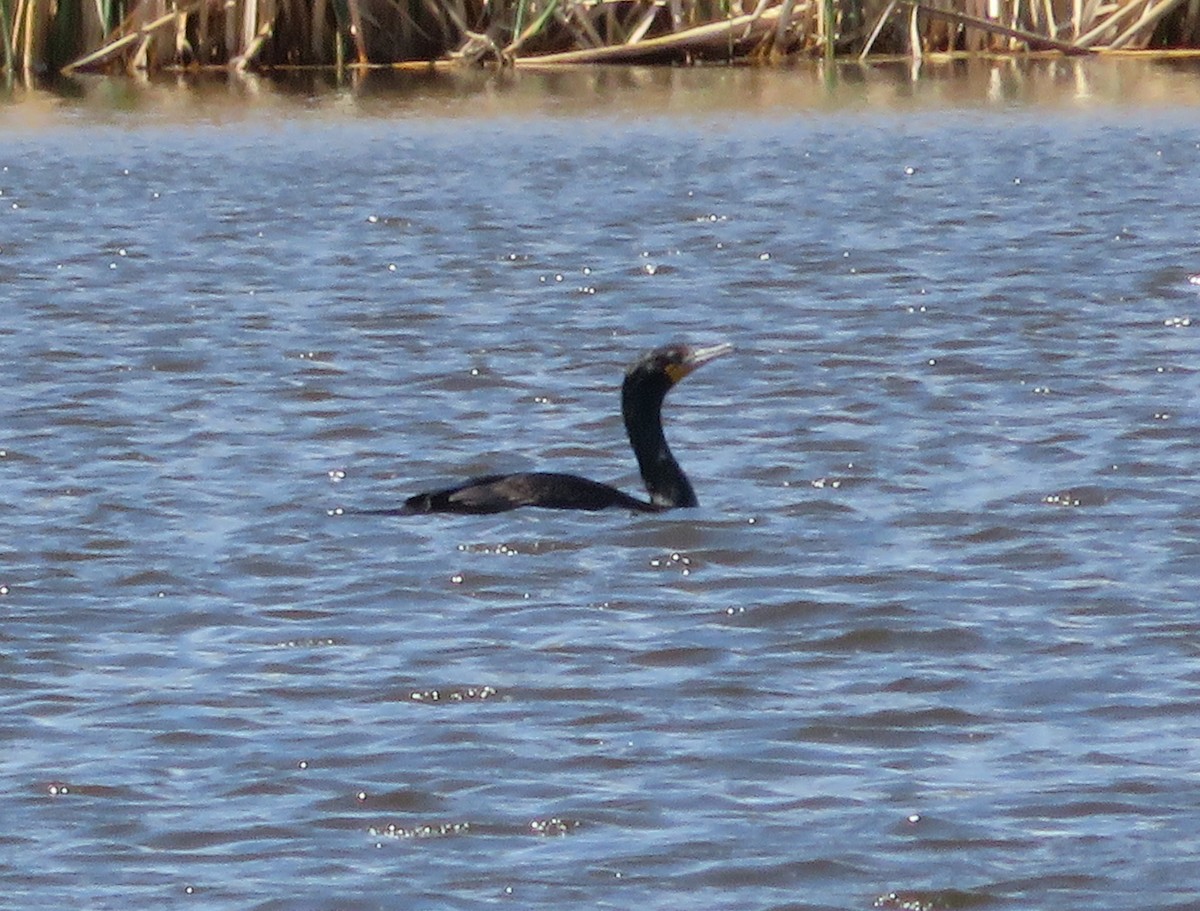 Double-crested Cormorant - ML101426881